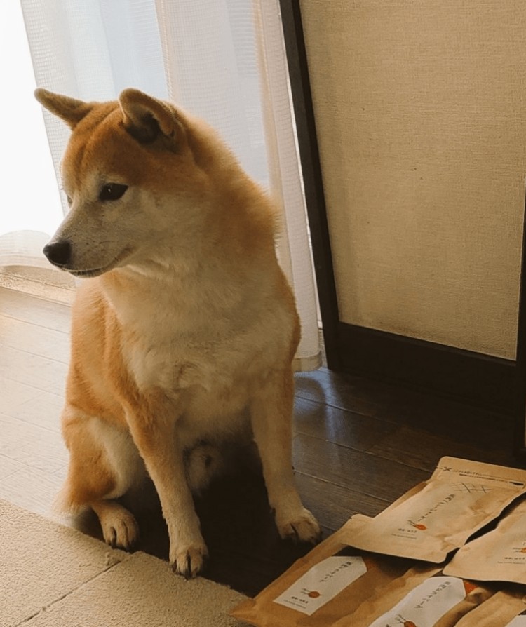 Shiba Inu：2024年1美元可能性!